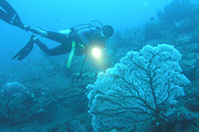 越南Moray Beach潜水点