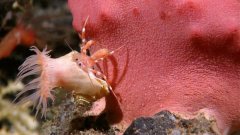 <b>脑洞大开，印尼深海怪异生物</b>
