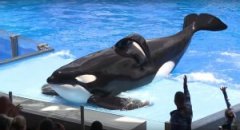 我曾经在SeaWorld做了12年虎鲸训练员，这是我辞职的理由